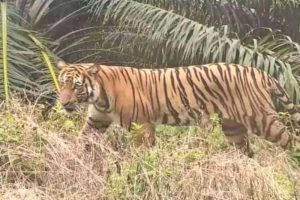 Warga Teluk Meranti Resah, Harimau Sumatera Muncul Lagi, BBKSDA Riau Lakukan Monitoring Intensif