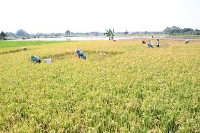 
					Riau Masih Bergantung Impor, Hanya Penuhi 27% Kebutuhan Beras