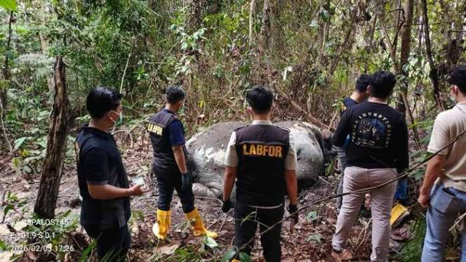 
					33 Saksi Diperiksa Polisi, Kasus Gajah Tanpa Kepala di Ukui Masih Misterius