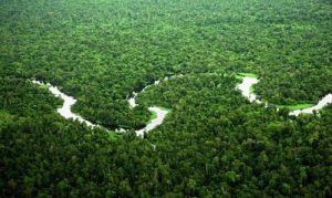 Hutan Riau Menyusut Drastis Hingga 1,8 Juta Hektare, Jumhur Hidayat Desak Moratorium Sawit.