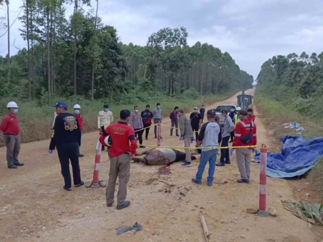 
					Diduga Terancam Kendaraan Besar, Seekor Tapir Dewasa Ditemukan Mati di Koridor RAPP Kuansing